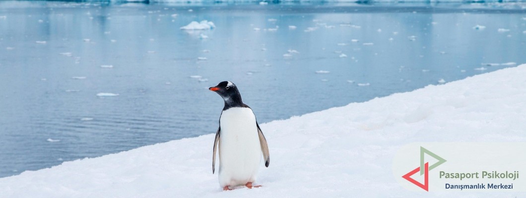 Nihilist Penguen Nedir? Neden Bu Kadar Popüler Oldu?